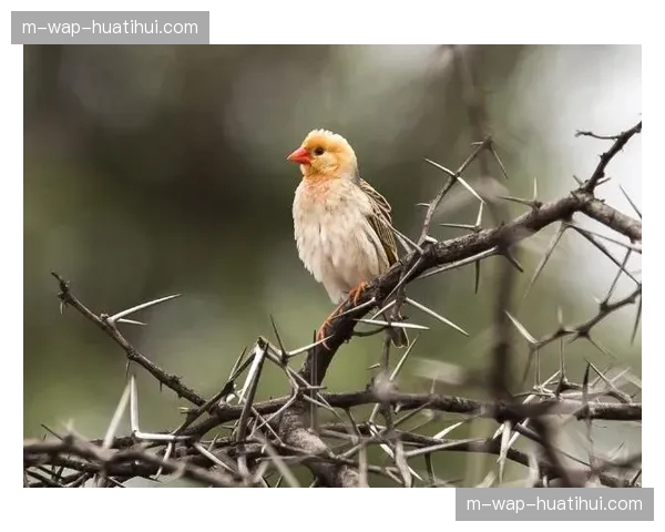 非洲大象状态正佳，进攻端多点开花，经验丰富有望实现成绩突破｡